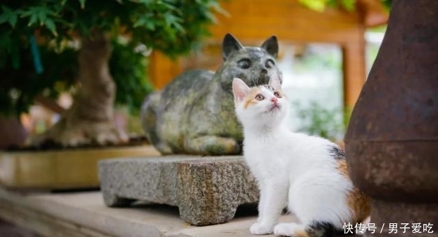  前来|观复猫天团上新，米麒麟前来报道啦