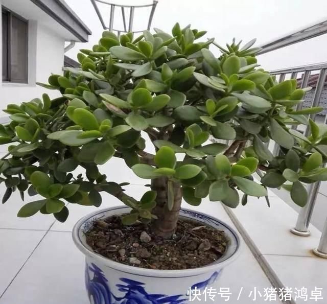 保平安|聪明人爱养这八种“守家树”,护宅吉祥保平安,养好了都是传家宝