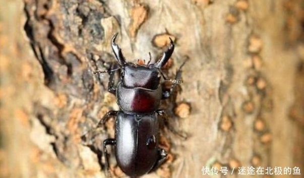 为啥|农村不起眼的一只虫子，身价几十万，为啥这么贵