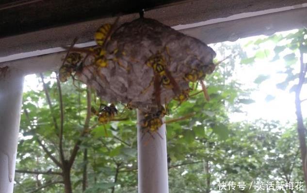  马蜂|“被这么大的马蜂蜇了，我还有机会吗？”哈哈哈找个阴凉地躺下吧