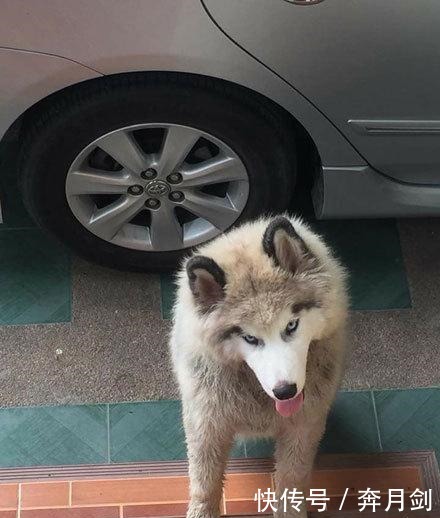 宝宝|斗牛犬爱上哈士奇, 当它们宝宝出生后, 斗牛 这孩子我不要了