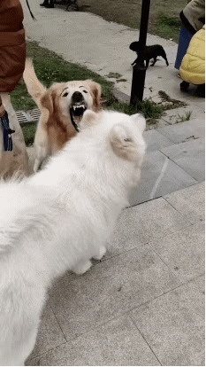 大爷|搞笑GIF趣图:哥们,你这求婚姿势真是帅爆了,大家都看好你哦