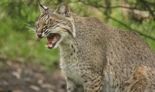 得知|山猫跳海后叼着一条鱼上岸,得知鱼的物种后拍手称奇