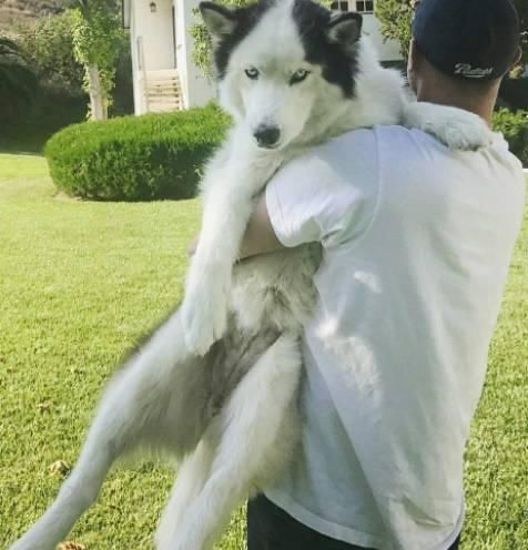  主人|带着哈士奇遛弯，碰到一只母狗后，二哈的表情亮了