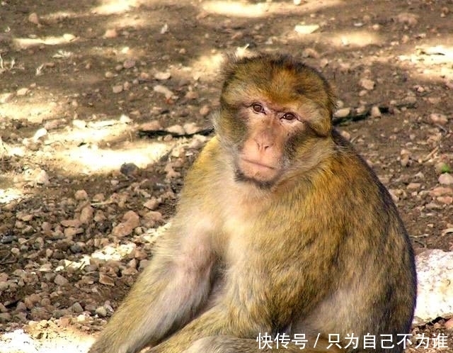 保护|为了保护自己的爱犬,希腊国王被猴子咬伤,却意外导致25万人死亡