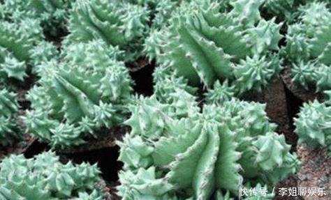 辣椒|世界上最辣的植物是什么?不是魔鬼辣椒,而是一种“仙人掌”