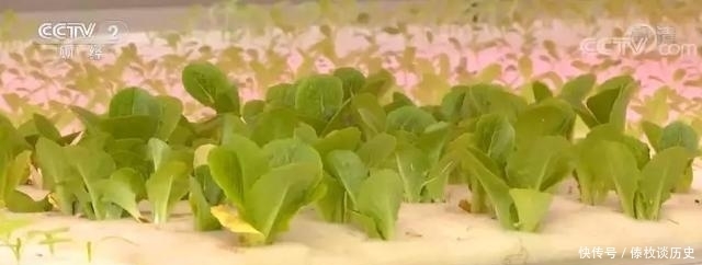 央视|快看,无土栽培上央视了