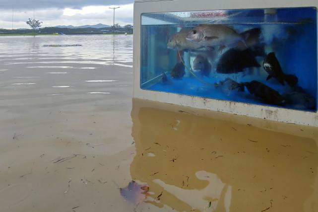  韩国|韩国一星期迎两台风，东南部接连受灾雪上加霜