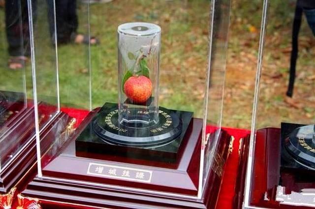 世上最贵|水果界的“布加迪”,一颗卖55万元,一般人吃不起,都是谁吃了