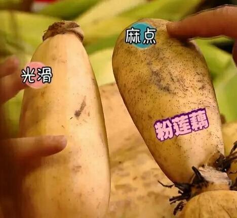挑选|有的莲藕脆,有的莲藕糯,教你如何挑选新鲜莲藕,不怕买错了