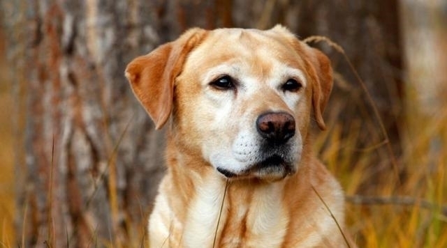  故地重游|4岁女儿意外走丢，阔别1年父母故地重游，竟被狗狗一眼认出女儿