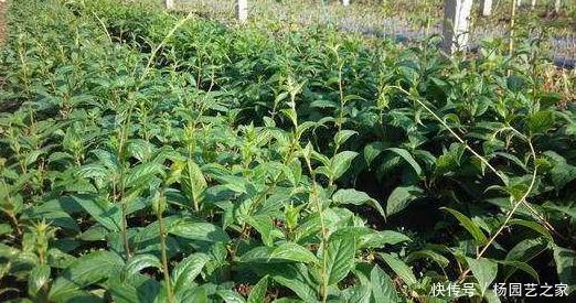 软枣猕猴桃|阳台再小,也要栽种“此果树”,味道酸甜爽口,轻松结实“爆盆”