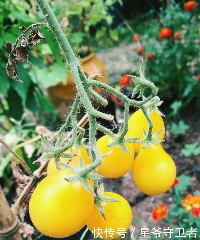 还要|在家种个菜都这么美,还要什么花园?