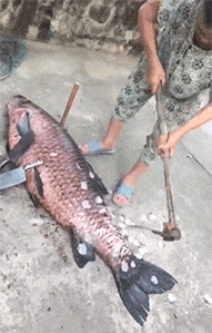 GIF|搞笑GIF:短腿就不要尝试了