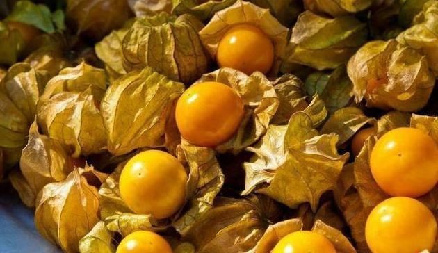 真不少|小小一个姑娘果,美味又健康,它的作用是真不少