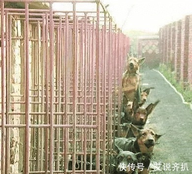 主人|狗狗从屠宰场被救出,在看到主人的那一刻