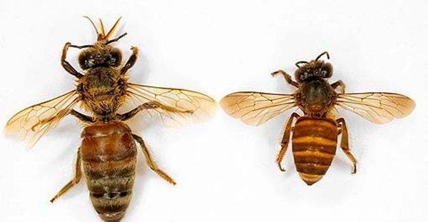  中华|濒临灭绝的中华蜜蜂, 到底有没有必要去搭救?