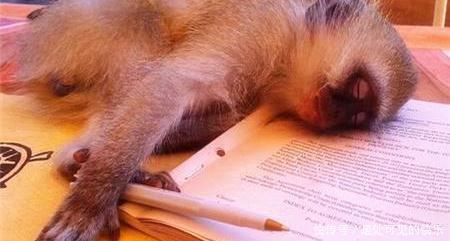  老板|每日一笑：老板，你家这模特，很符合现在的人群呀！