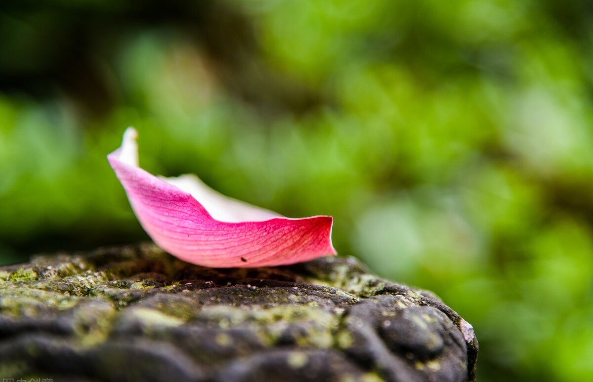 烟消暮雨残|心的站台,回首之时,落花的碎沾满了尘埃