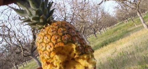  败下阵来|自动步枪甚至能打穿防弹衣，却在菠萝面前败下阵来