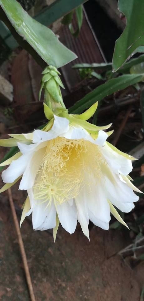 常见|农村常见的花,摘下来还能做菜吃,味道比鸡肉还鲜美