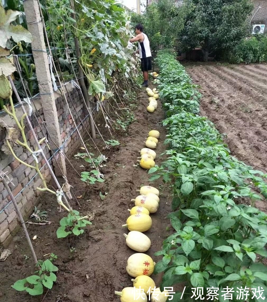 真相|买来的哈密瓜里面全是“羊毛”,知道真相后男子开心不已!