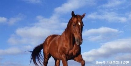 赤兔马|揭秘:在三国历史上的那些不得不说的绝世名马
