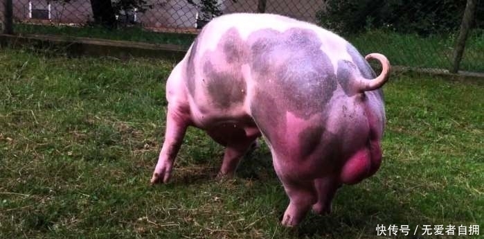 瘦肉|全世界最强壮的猪，浑身肌肉没有一点肥肉
