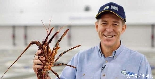 中国|中国吃货再次拯救了澳大利亚的“龙虾产业”一年进口6000多吨