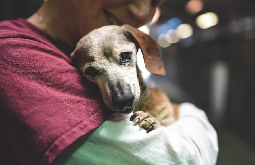  去世|寒心主人去世未久，18岁老狗被家人赶走，一张合照暖了众人心