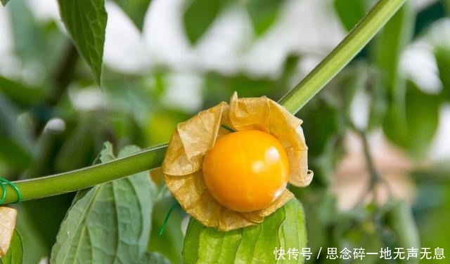 植物|农村这种野果长得像冰粉果,明明美味,但有人竟只摘来玩而不敢吃