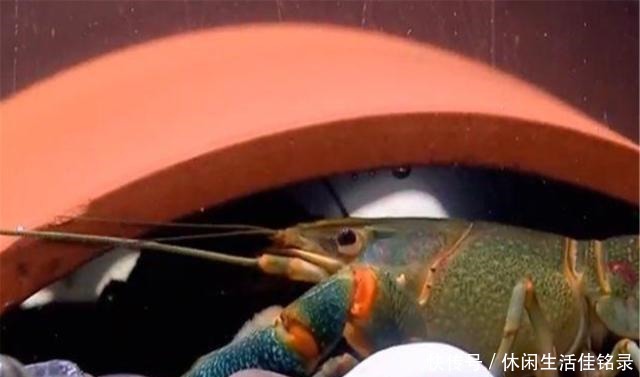 混养|水池中混养龙虾,学会这几招,不赚钱都不行