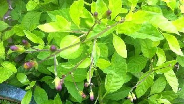 野草|农村一种野草,10年前被炒到上百元一斤,如今1元一斤成笑柄