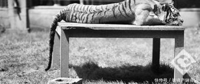 大清|慈禧一生只爱吃两道菜,一道菜差点让东北虎灭绝,预示大清必亡!