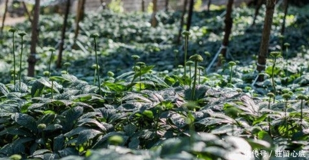 莫慌|立秋后，晚上睡眠不佳，莫慌！多用此物泡水，镇静安神，早知早好