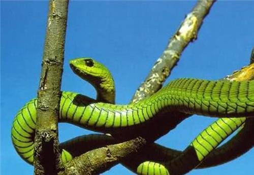  重量|世界上最大鸟巢：重量达一吨，拥有1000个鸟蛋，为何没人敢去掏？