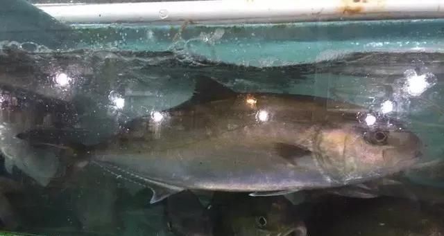 海鲜|世界上65种珍奇海鲜,贝爷都不敢说全部吃过,你吃过几种