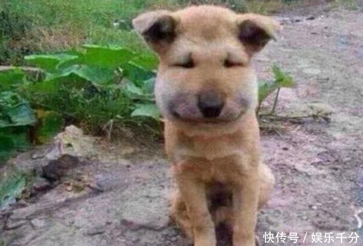 惨叫声|主人在房间听到院子里狗狗的惨叫声,着急出去一看笑到泪崩