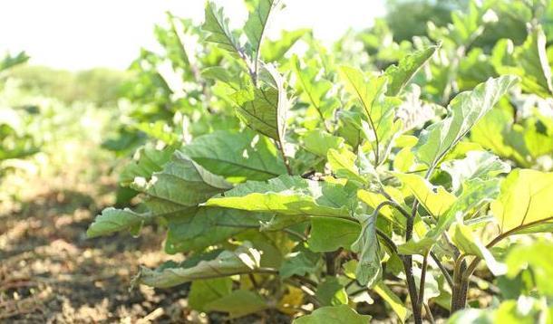 栽培技术|茄子种植栽培技术要点,以及科学化田间管理,进来看看