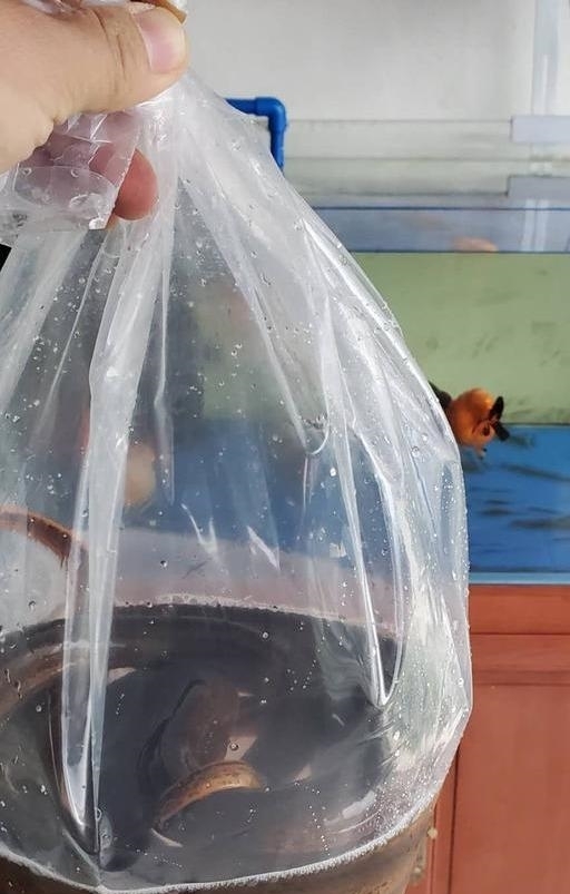 野生|大爷被黄鳝咬后进医院,还真不能怪黄鳝,它才是受害者