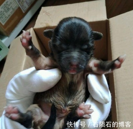 送给|一男子捡到了几只小奶狗，因没办法抚养送给了别人，结果却悲剧了