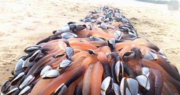 加拿大象拔|全球十大顶级海鲜,异常珍贵,尤其最后一种,有钱都不一定吃得到!