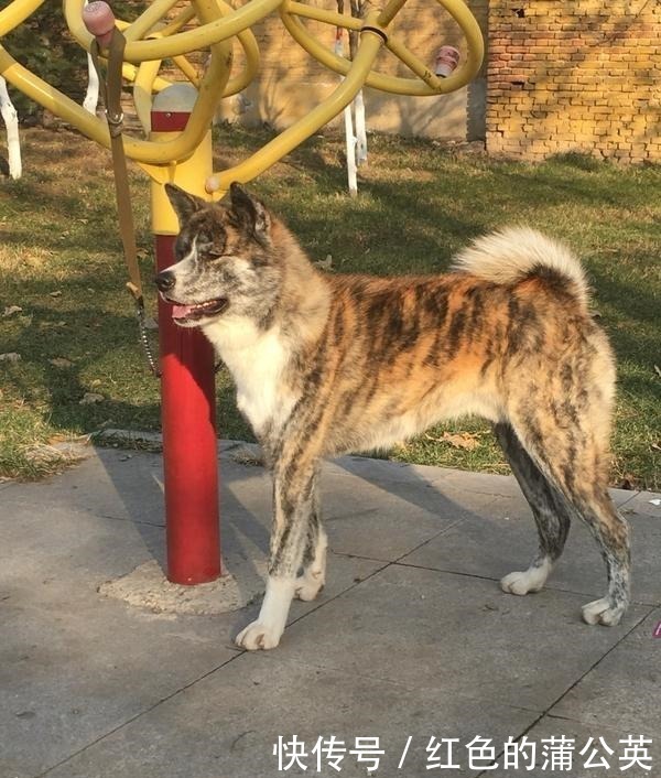  山东细犬|奇特的本土狗，不止有田园犬，藏獒和这几种比起来都不算什么