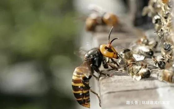 蜜蜂巢穴|1小时就能消灭6万只蜜蜂,却被蜜蜂用物理学反制,它有多惨