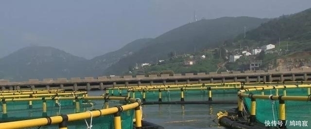  换来|他为让它多活一天，赌上一切付出八年，换来3000万