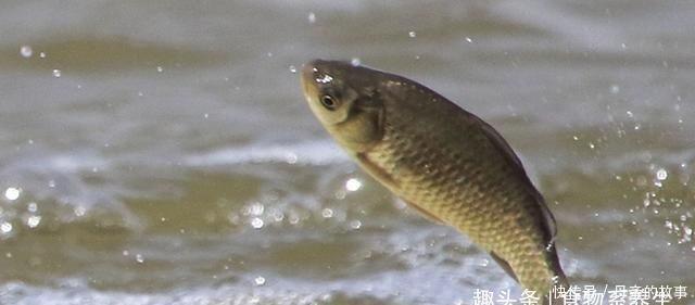 养殖|它曾是“四大名鱼”之一,想吃靠运气,如今5元一斤没人买,可惜