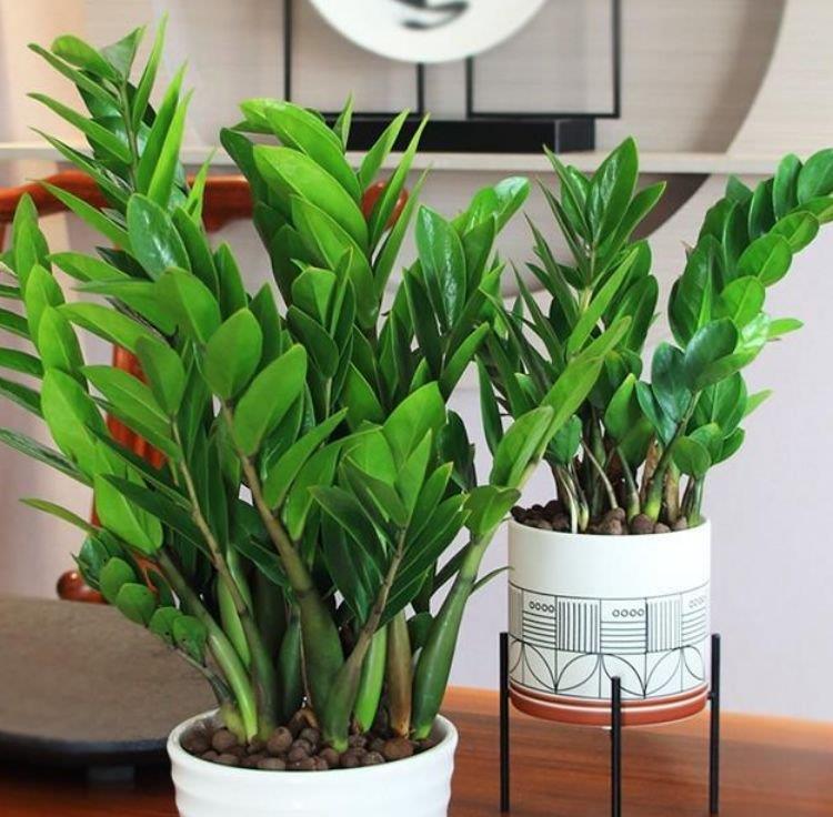 家里|3种花很耐养,家里养一盆,招财纳福好运来,日子越过越红火