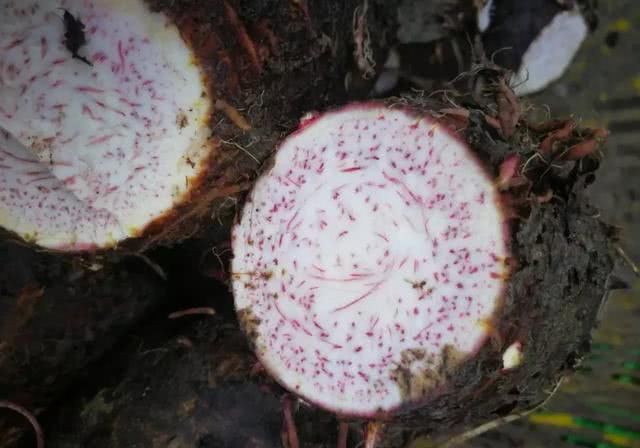 供品|供品荔浦芋头,粉糯细密,乾隆皇帝爱不释口