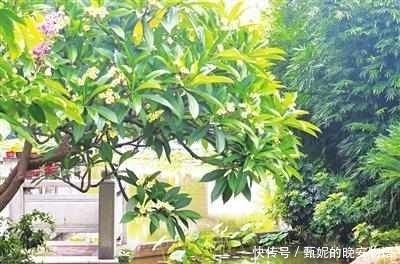 榕城|夏日唇齿留香 榕城街头鸡蛋花盛开