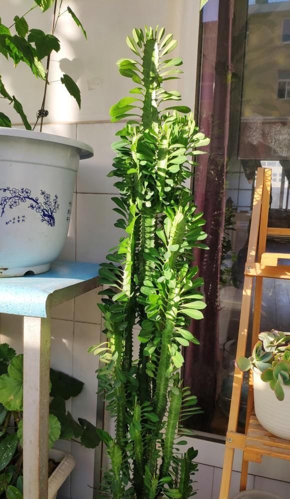 房顶|2种“奇葩”绿植，放在阳台上，半个月浇次水，蹭蹭长到房顶